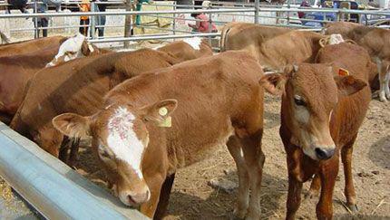 徐州利木贊*犢價格行情