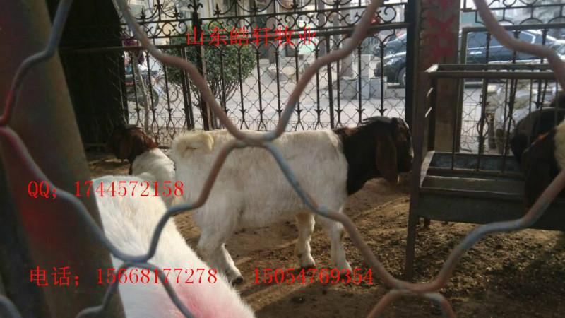 養(yǎng)羊的利潤圖片/養(yǎng)羊的利潤樣板圖 (4)