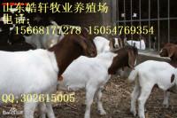 云南省適應養(yǎng)殖小尾寒羊*嗎