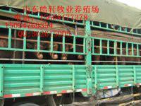 供應(yīng)小尾寒羊羊羔肉羊