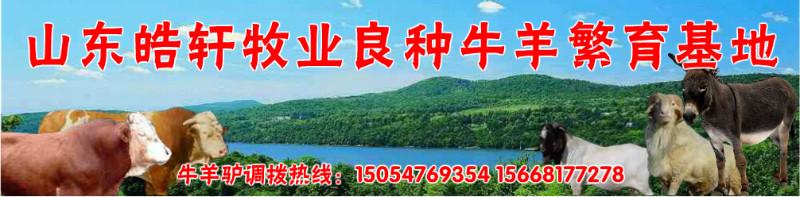 吉縣養(yǎng)殖肉牛/肉*犢價格,小肉牛多少錢