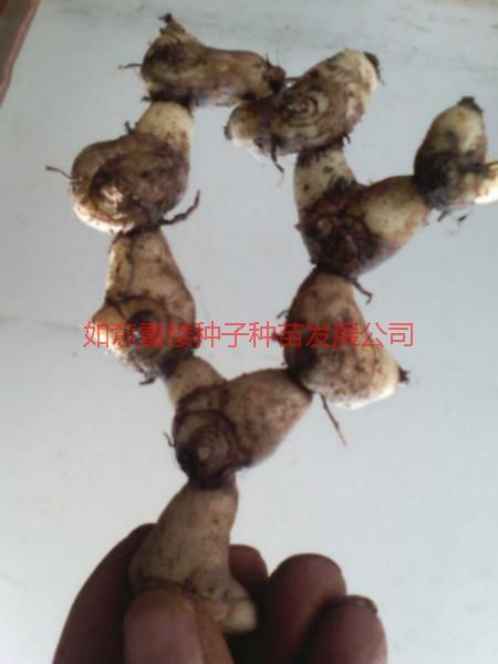 云南小白芨  供應(yīng)云南小白芨 云南小白芨供應(yīng)商 云南小白芨批發(fā)報價 滇重小白芨供應(yīng) 藥材小白芨價格 云南小白芨價格