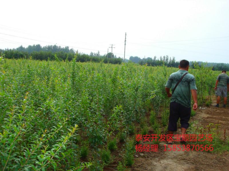 供应山东石榴树苗 山东石榴树苗价格 山东石榴树苗种植基地