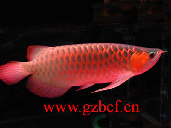 白云區(qū)專業(yè)設(shè)計(jì)定做魚缸圖片