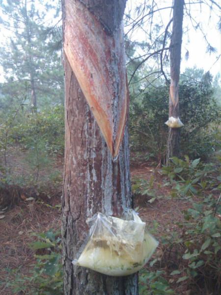 供應(yīng)廣西*袋采脂接油片