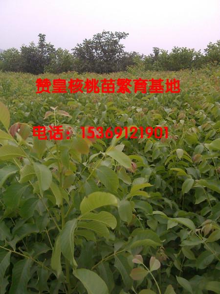 嫁接核桃苗圖片/嫁接核桃苗樣板圖 (3)