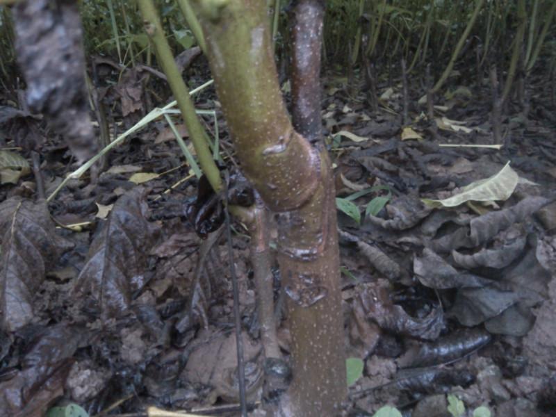 嫁接核桃苗圖片/嫁接核桃苗樣板圖 (2)