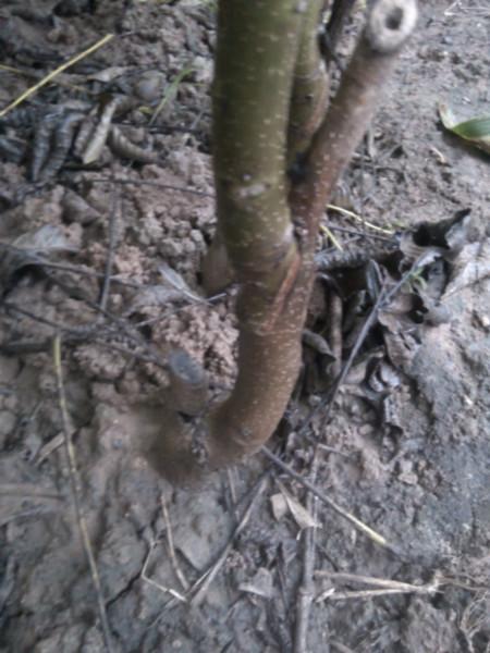 供應河北核桃苗價格