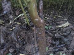 嫁接核桃苗圖片/嫁接核桃苗樣板圖 (2)