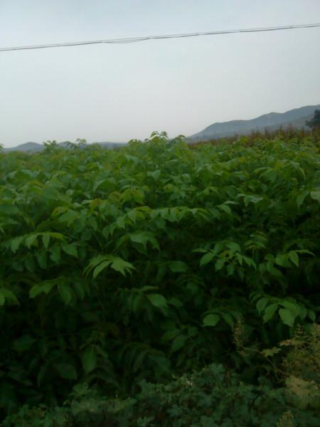 供應(yīng)贊皇核桃苗價格