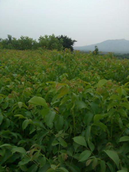 河北核桃苗1圖片/河北核桃苗1樣板圖 (2)