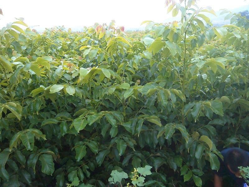 核桃苗價(jià)格圖片