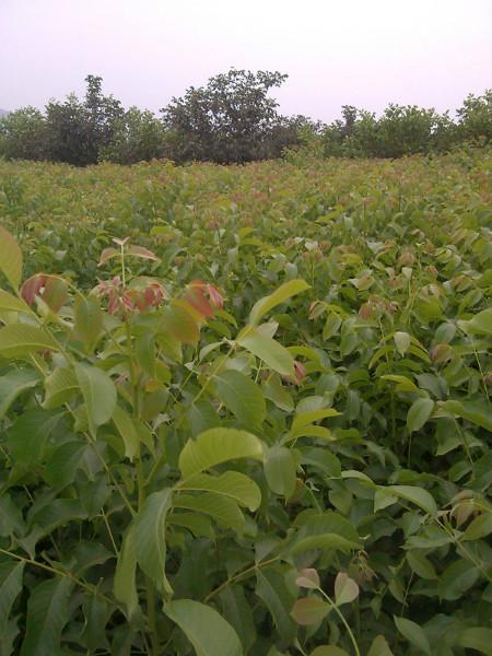 供應(yīng)贊皇核桃苗價格