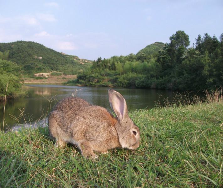 湖南种兔獭兔比利时兔种兔哪有供应图片