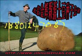 供應(yīng)一級(jí)脫毒馬鈴薯種子價(jià)格北京*的土豆種子廠家