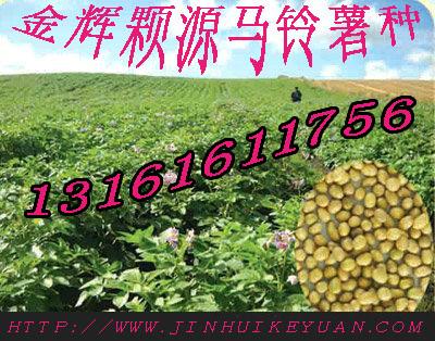 供應金輝顆源土豆種子高產土豆種子直銷廠家