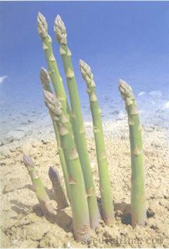 蘆筍種子蘆筍對環(huán)境條件的要求圖片