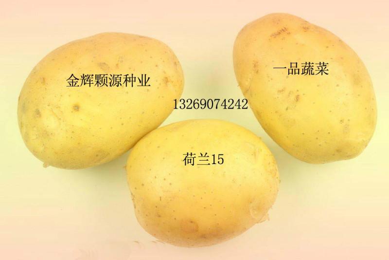供應(yīng)脫毒土豆種子荷蘭14號