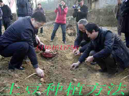 供應(yīng)馬鈴薯馬鈴薯的生育周期土豆馬鈴薯馬鈴薯種植