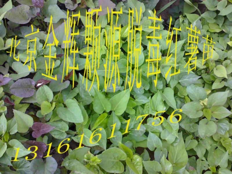 供應(yīng)京薯6紫薯種子高產(chǎn)紫薯種子廠家京薯6密植3500株