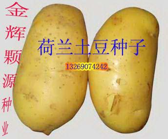 供應(yīng)脫毒土豆種子荷蘭14號