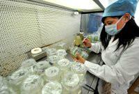 供應紫花白土豆種子北京質量*的土豆種子廠家