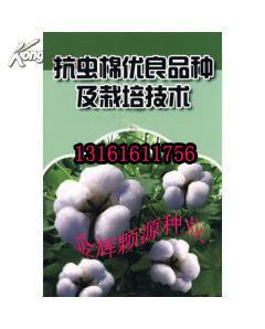 供應棉花種子魯棉28號轉基因抗蟲品種