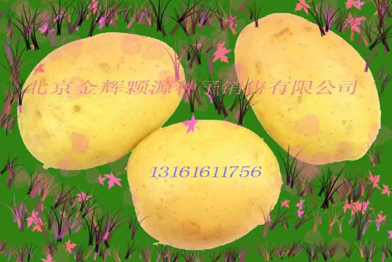 供應(yīng)黃皮白肉康音貝爾土豆種子高產(chǎn)土豆種子銷售中心