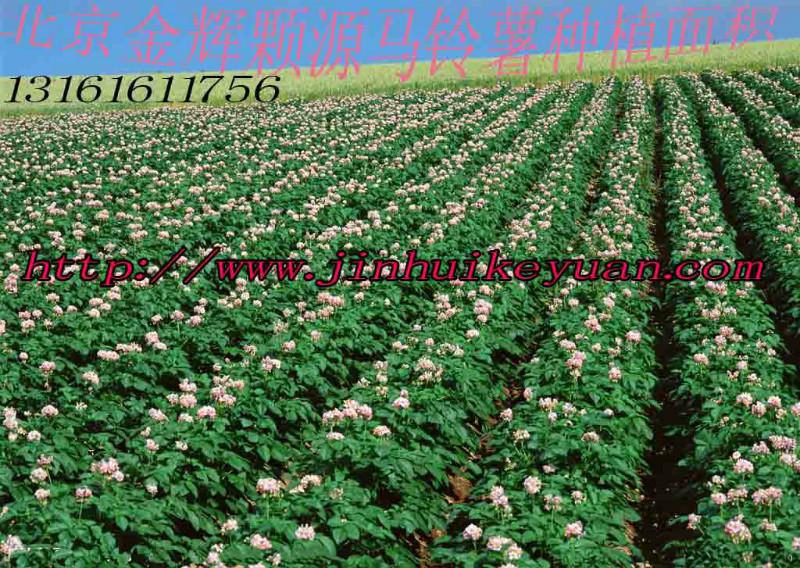 供應紫花白土豆種子北京質量*的土豆種子廠家