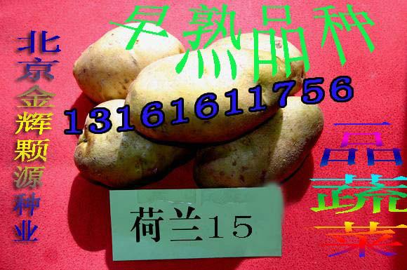 供應(yīng)脫毒馬鈴薯種子土豆種子價格-荷蘭系列