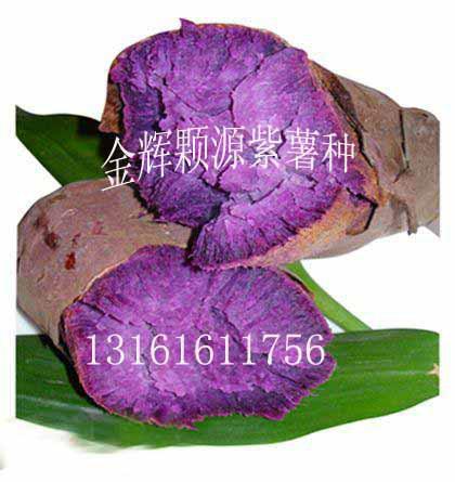 供應(yīng)種子地瓜紫薯種子紫薯的獨特功效及營養(yǎng)價值