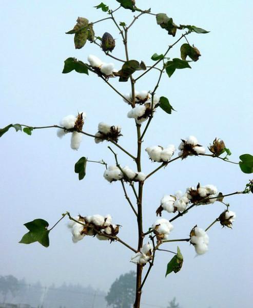 供應棉花種子魯棉28號轉基因抗蟲品種