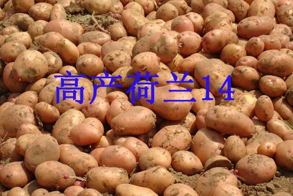 脫毒土豆種子荷蘭14號圖片