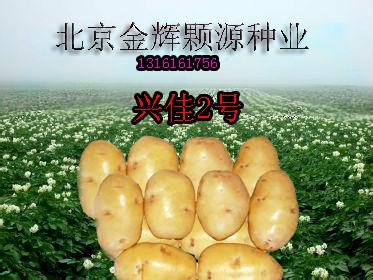 土豆種子圖片