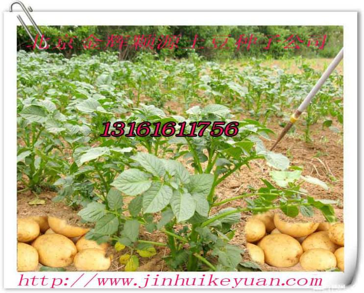 供應(yīng)馬鈴薯馬鈴薯的生育周期土豆馬鈴薯馬鈴薯種植