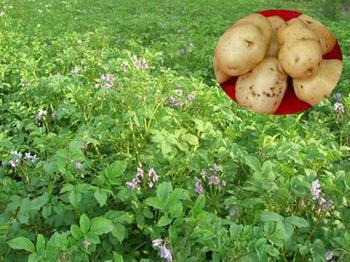 供應(yīng)馬鈴薯馬鈴薯的生育周期土豆馬鈴薯馬鈴薯種植