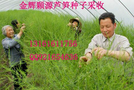 格蘭德蘆筍種子蘆筍的形態(tài)特征圖片