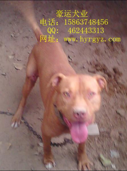 山東省比特犬圖片