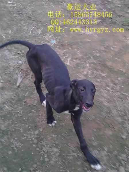 供應吉林省格力犬