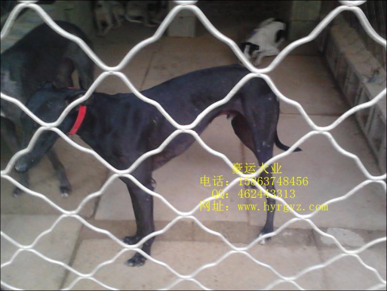 供應(yīng)遼寧省格力犬圖片