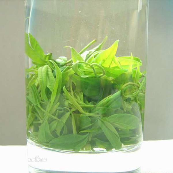 供應(yīng)苦丁茶栽培技術(shù)