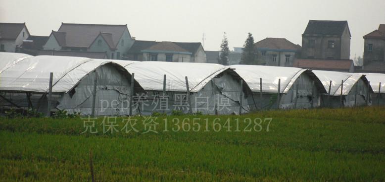 供應(yīng)養(yǎng)殖大棚黑白膜優(yōu)勢(shì)與普通膜相比的優(yōu)勢(shì)