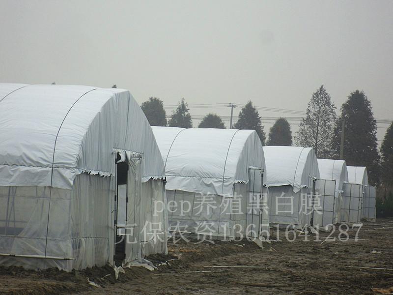 供應(yīng)養(yǎng)殖大棚黑白膜哪里好