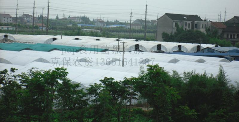 供應食用菌黑白膜批發(fā)價格量大價優(yōu)！