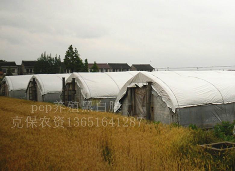 供應(yīng)養(yǎng)殖大棚黑白膜優(yōu)勢(shì)與普通膜相比的優(yōu)勢(shì)