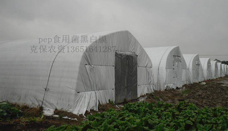 供應食用菌黑白膜價格便宜節(jié)約成本