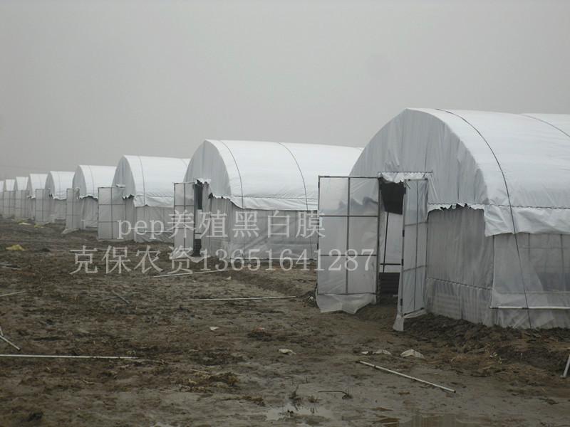 供應(yīng)養(yǎng)殖大棚黑白膜哪里好