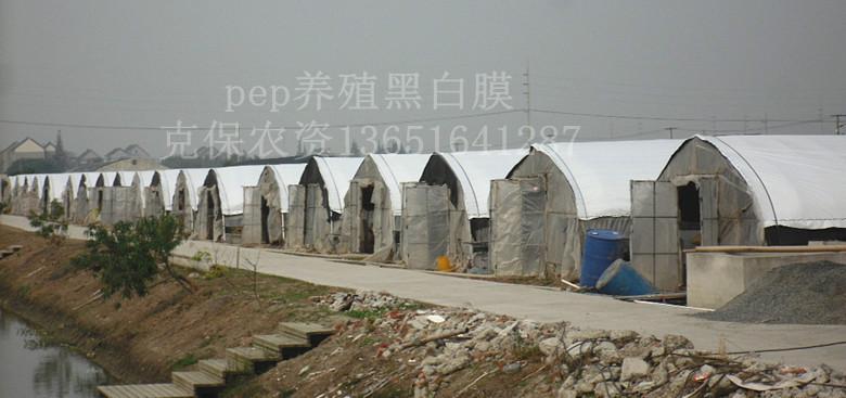 供應(yīng)養(yǎng)殖大棚黑白膜優(yōu)勢(shì)與普通膜相比的優(yōu)勢(shì)