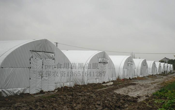 供應(yīng)塑料薄膜溫室農(nóng)膜大棚黑白膜適用于家禽養(yǎng)殖棚，食用菌種植大棚