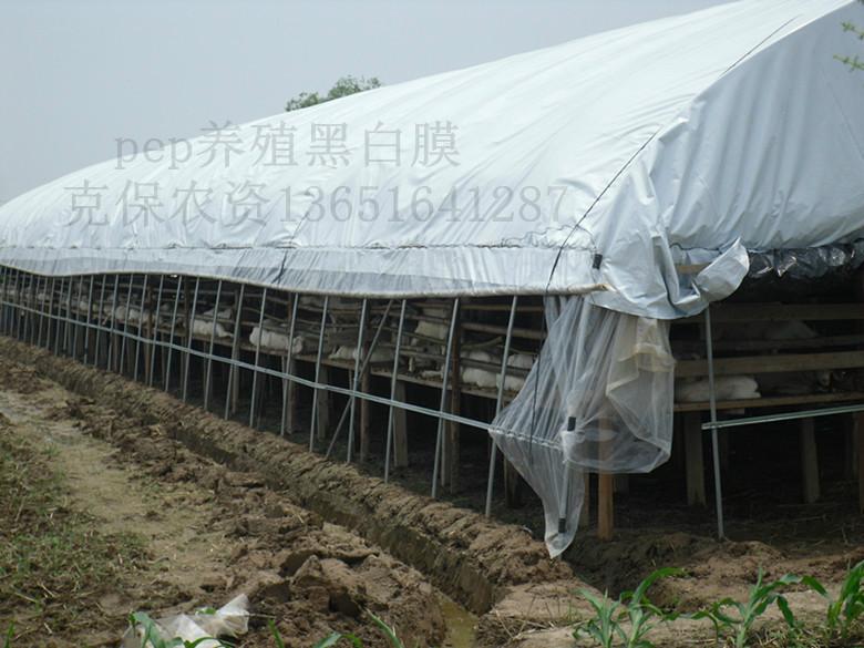 供應(yīng)養(yǎng)殖大棚黑白膜哪里好